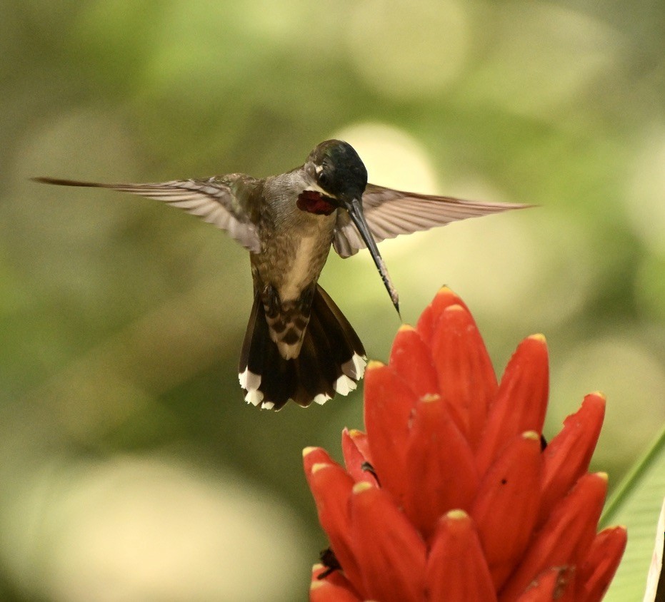 kolibřík hvězdohrdlý - ML616986820