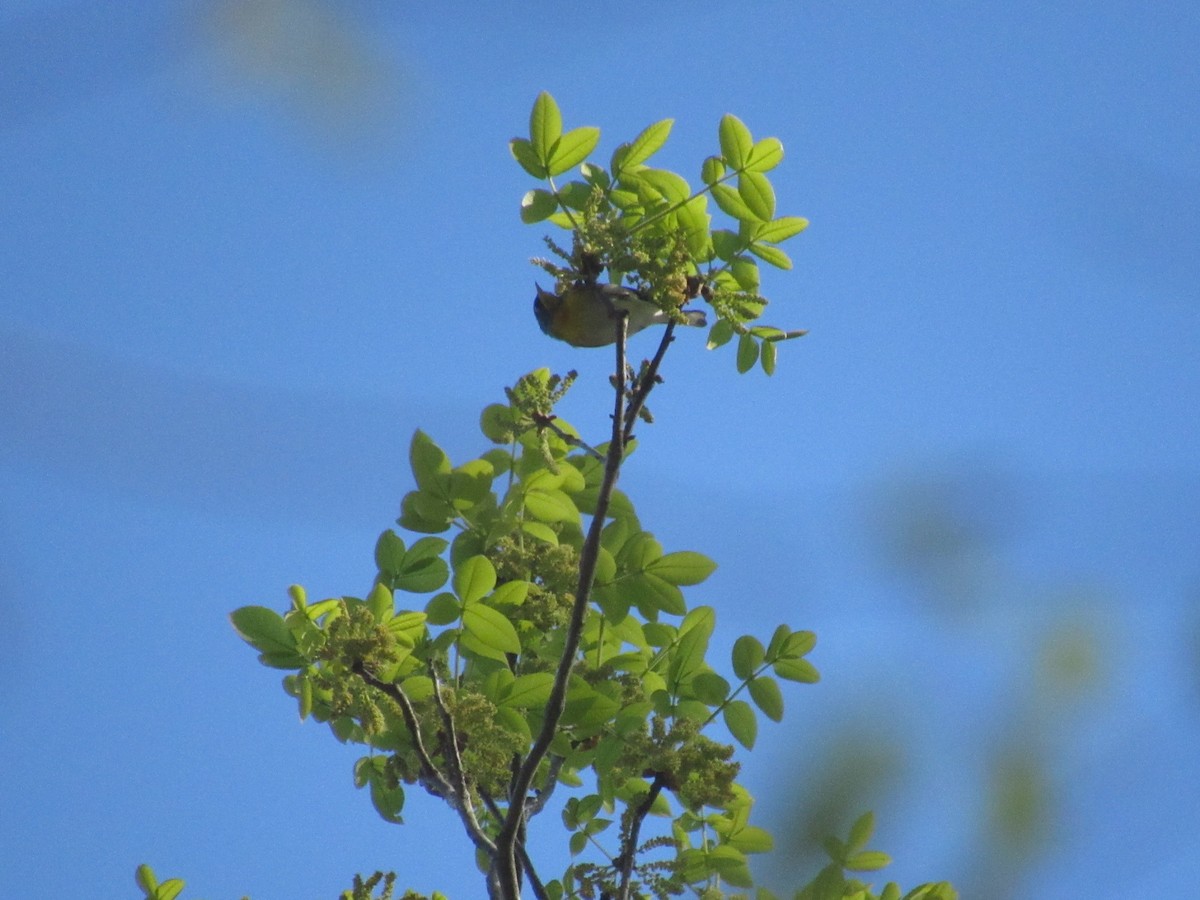 Northern Parula - ML616986826