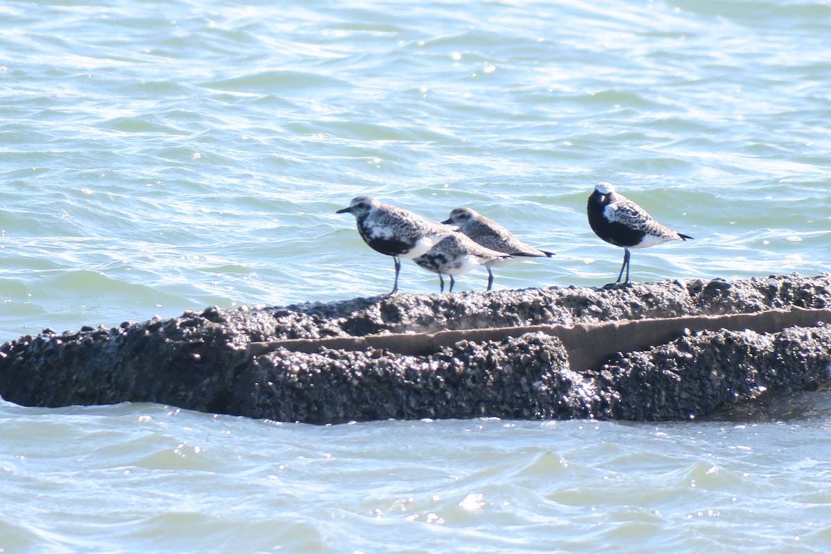 Black-bellied Plover - ML616986841