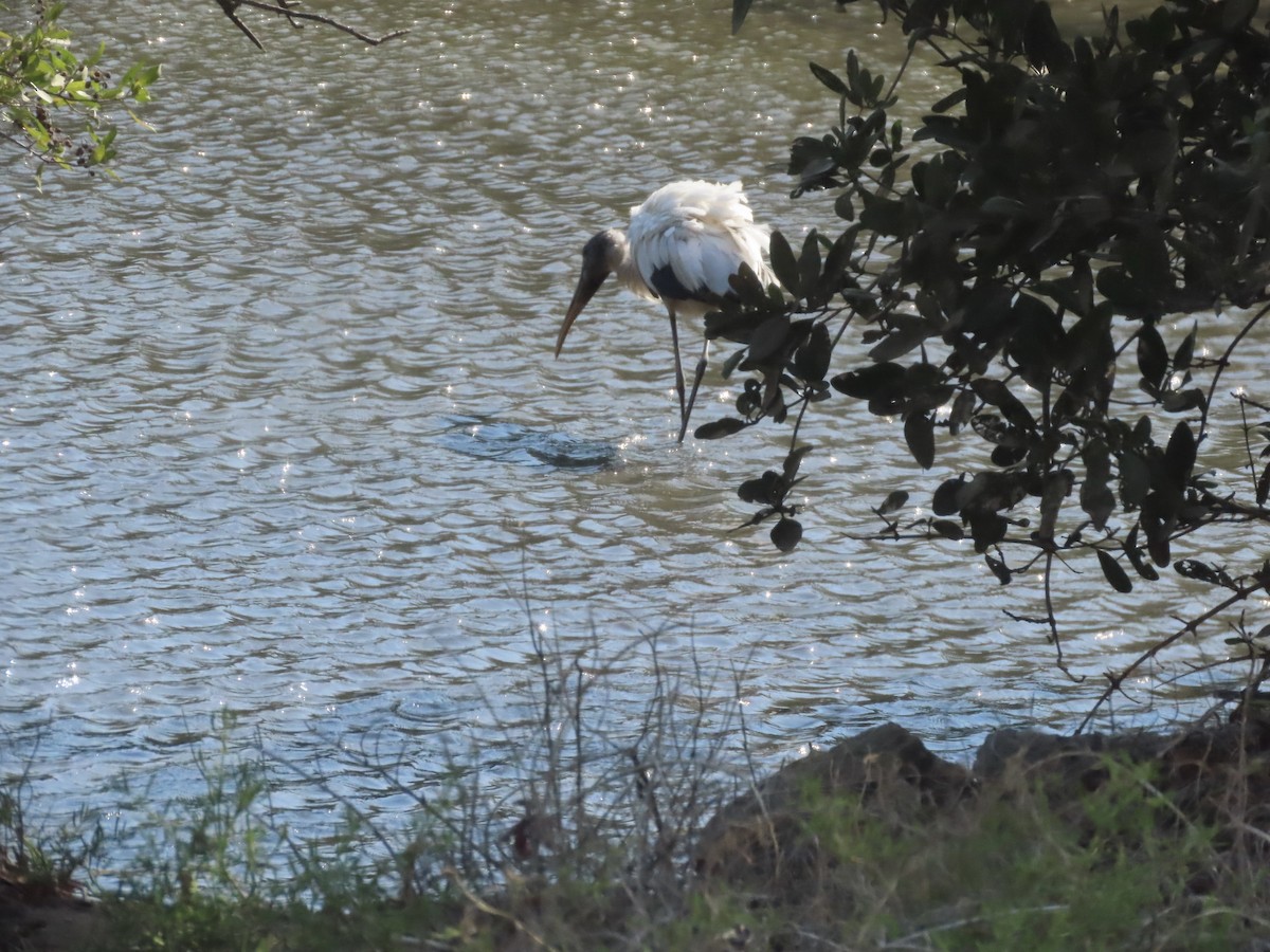 Wood Stork - ML616986847