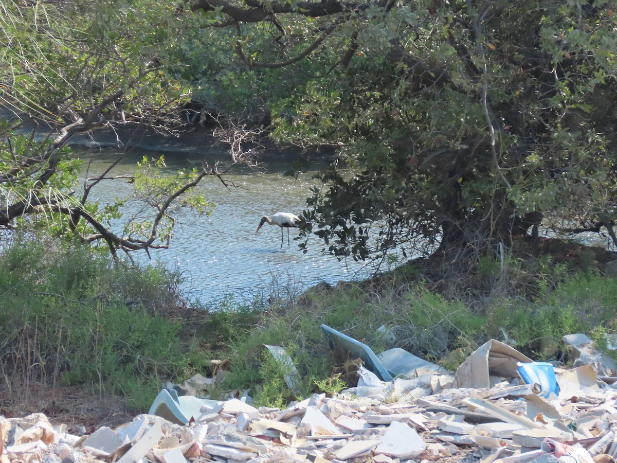 Wood Stork - ML616986848