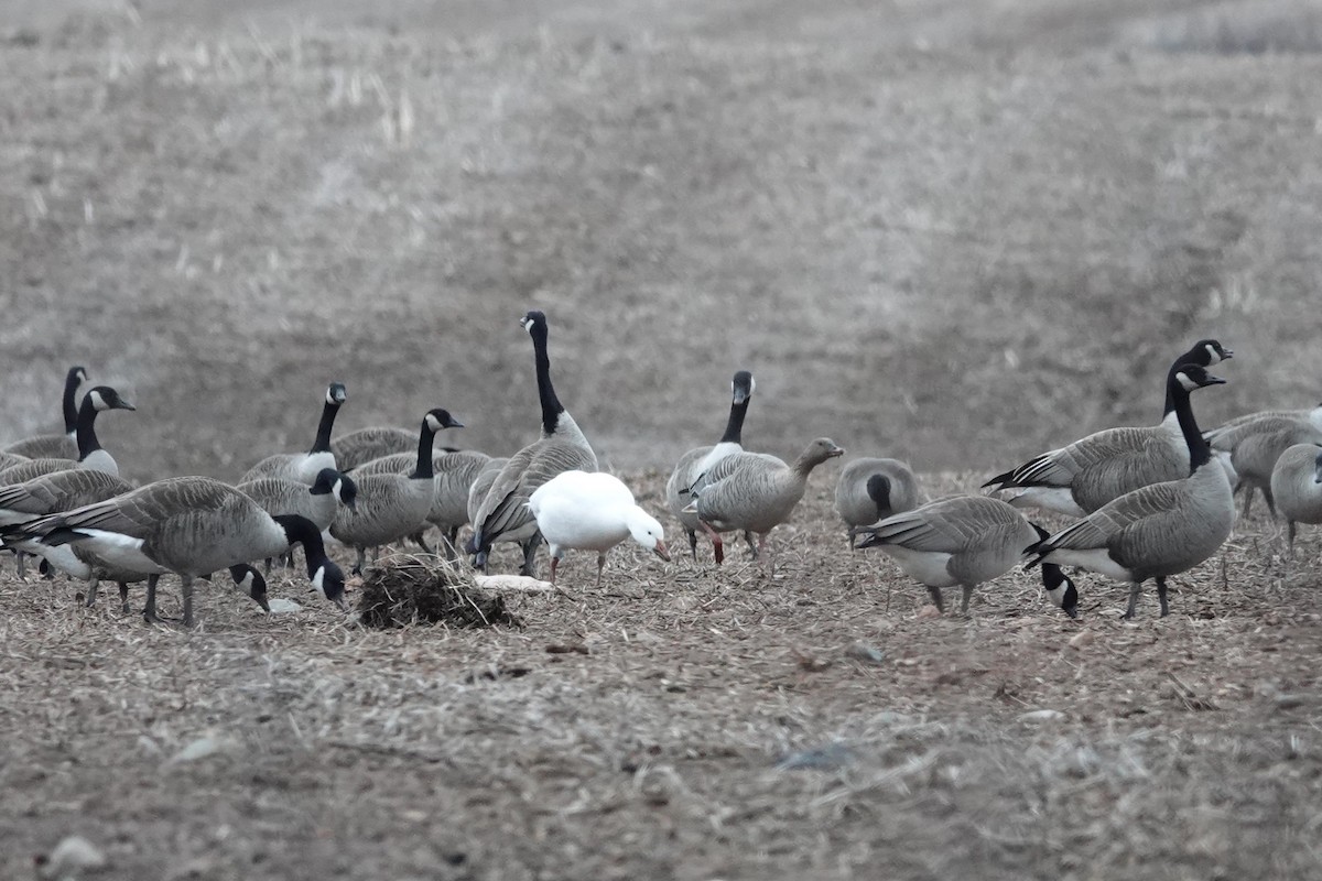 Pink-footed Goose - Katherine Ogden