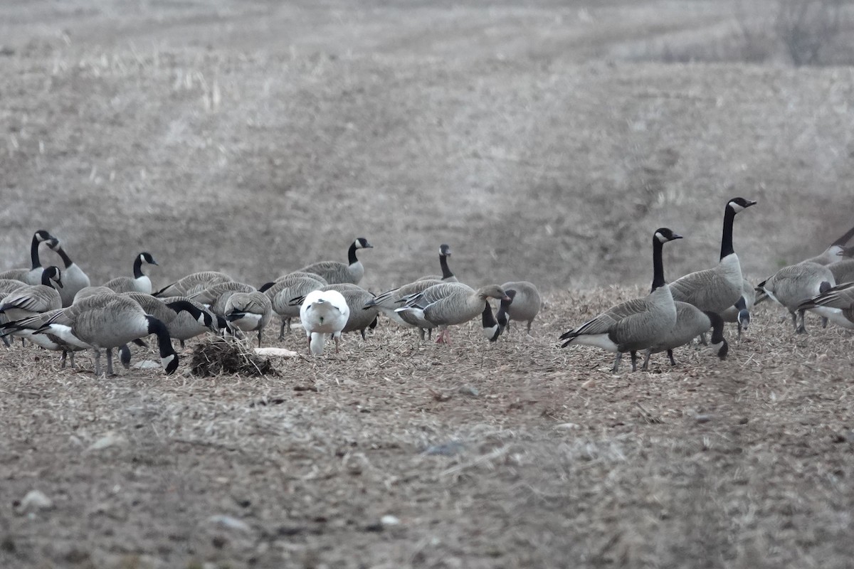 Pink-footed Goose - Katherine Ogden