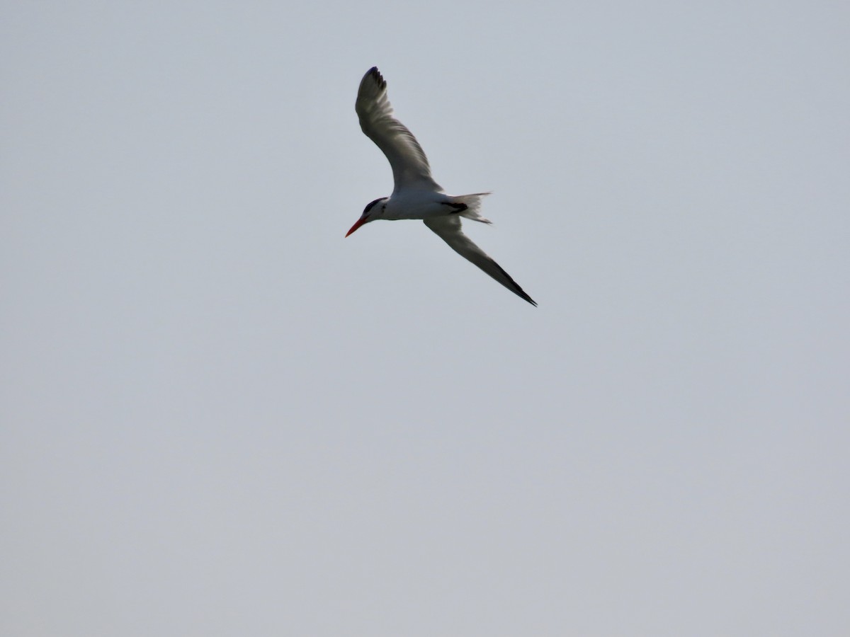 Royal Tern - Kim Wylie