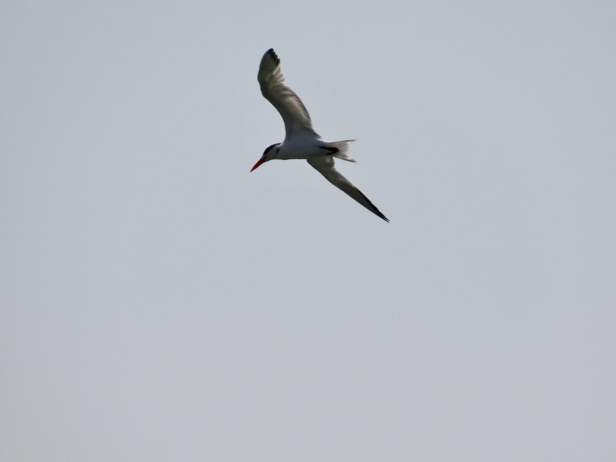 Royal Tern - ML616986860