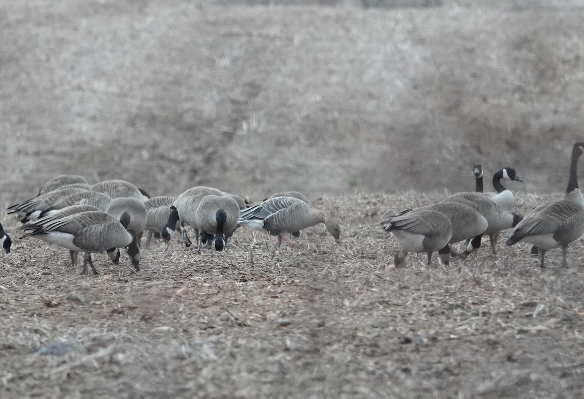 Pink-footed Goose - Katherine Ogden