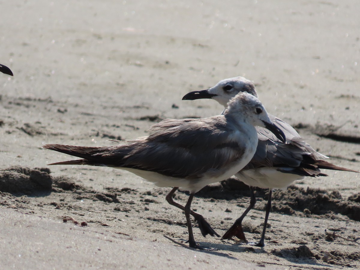 Laughing Gull - ML616986868