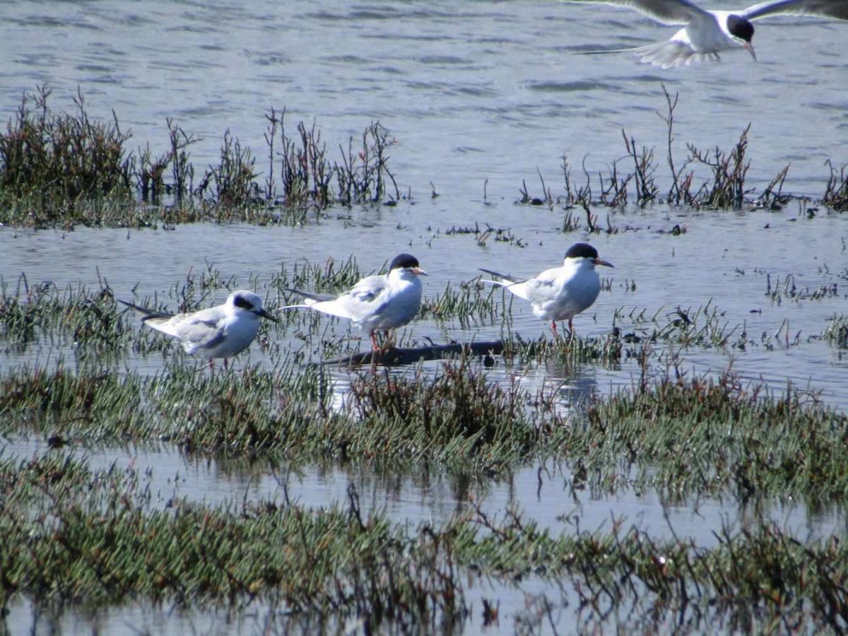 Forster's Tern - ML616986871