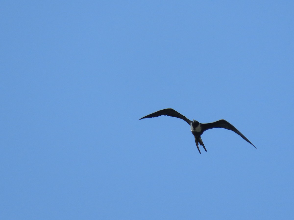 Magnificent Frigatebird - ML616986886
