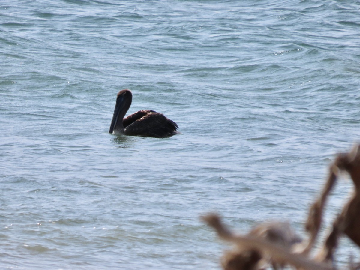Brown Pelican - ML616986893