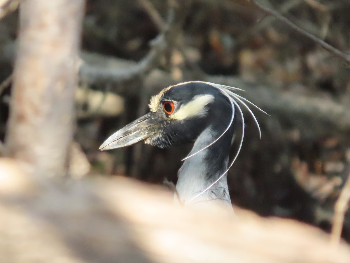 Yellow-crowned Night Heron - ML616986896