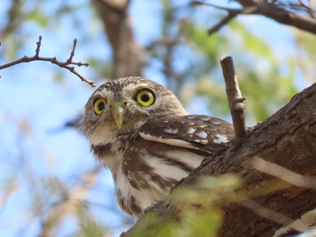 Ferruginous Pygmy-Owl - ML616986899