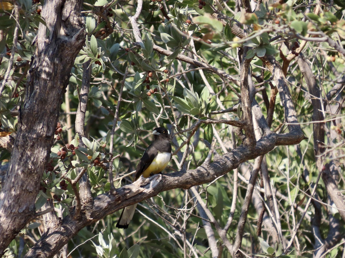 Citreoline Trogon - ML616986910