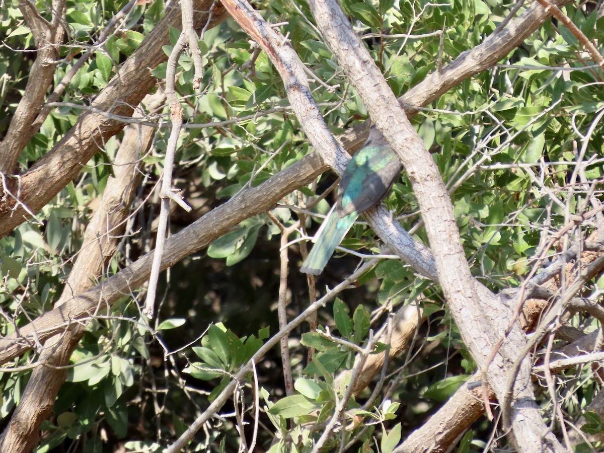 Citreoline Trogon - ML616986912