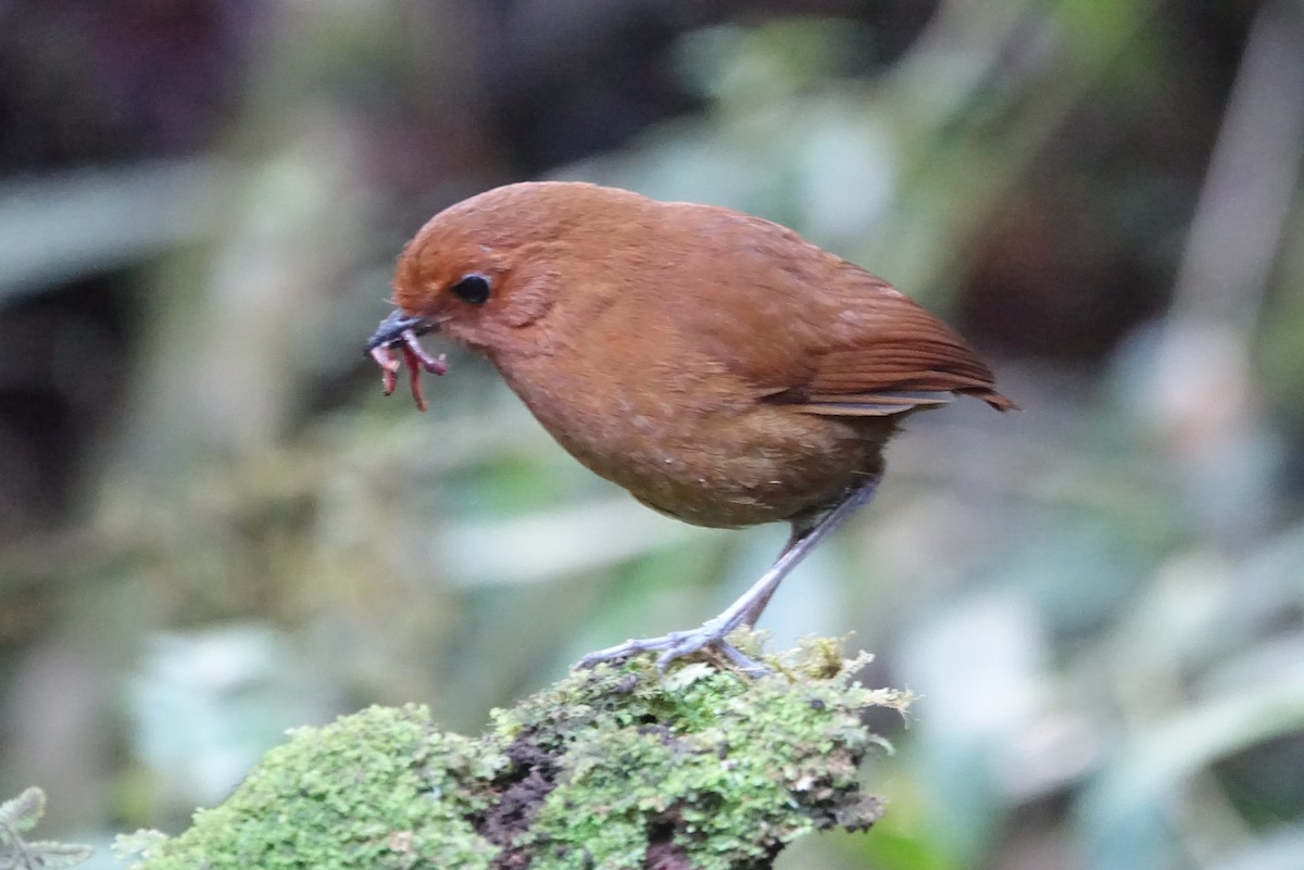 Chestnut Antpitta - ML616986966