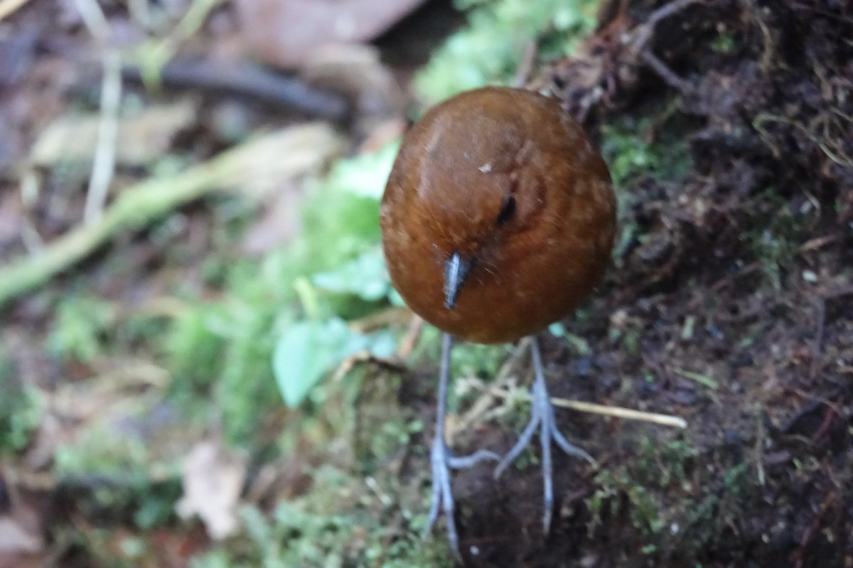 Chestnut Antpitta - Martin Brookes