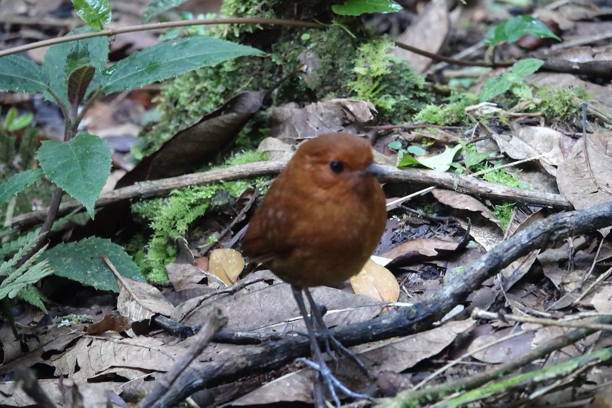 Chestnut Antpitta - ML616986979