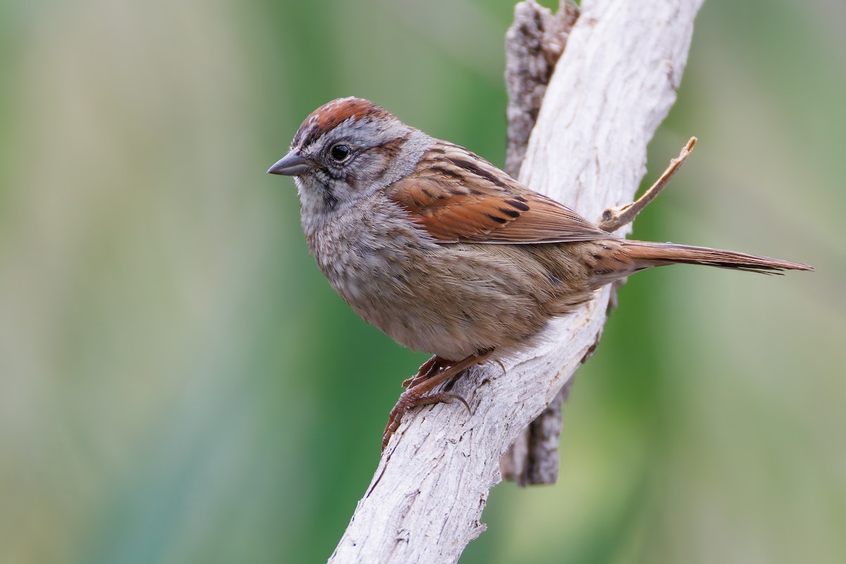 Swamp Sparrow - ML616986985