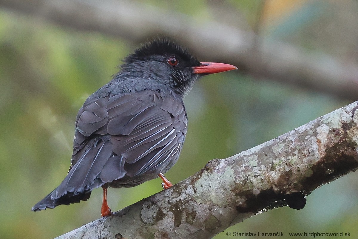 Square-tailed Bulbul (Sri Lanka) - ML616986987