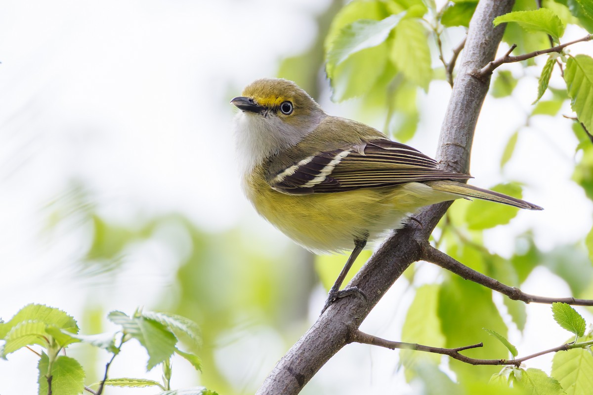 White-eyed Vireo - ML616986993