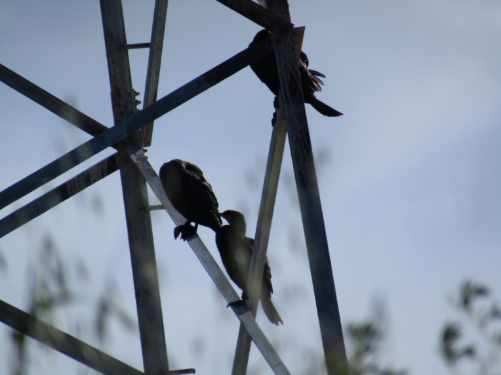 Double-crested Cormorant - Douglas Brown