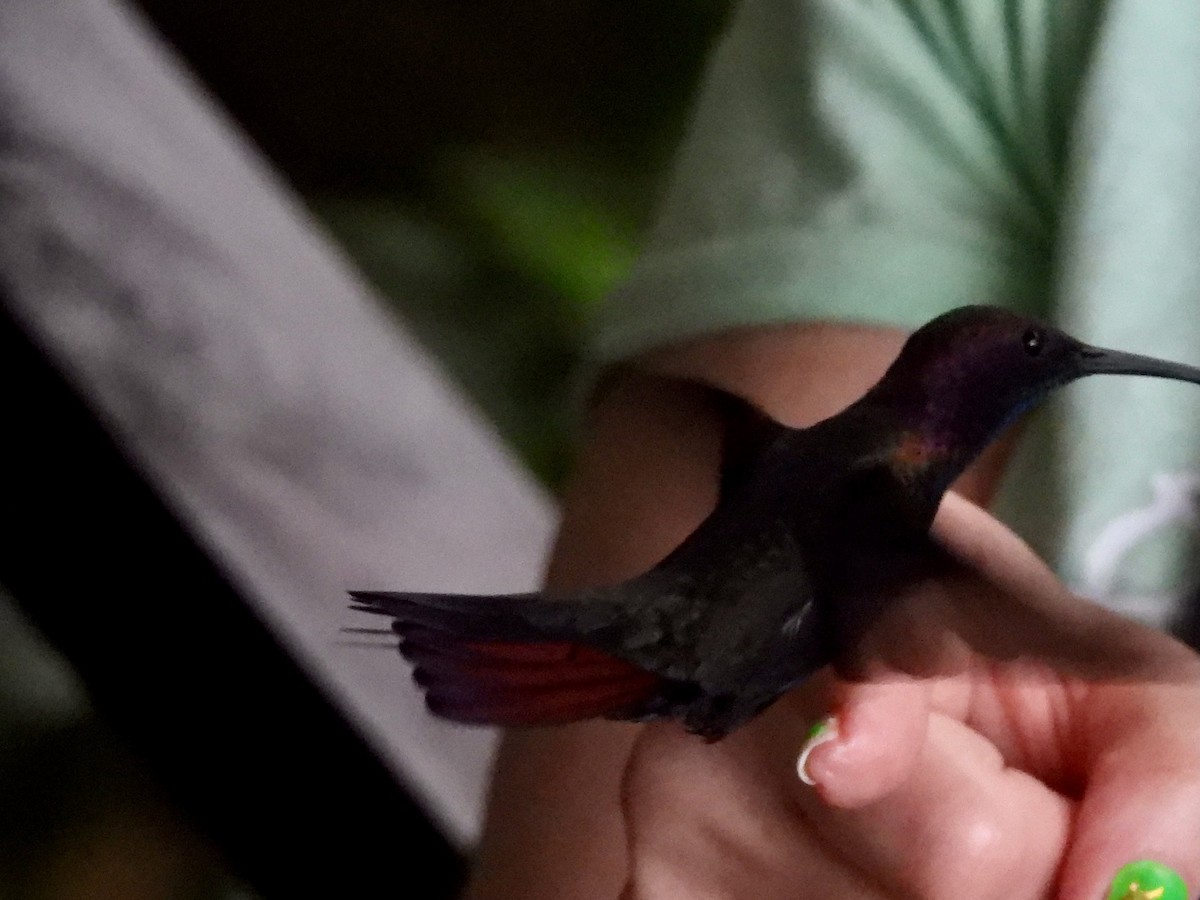 kolibřík jamajský - ML616987005