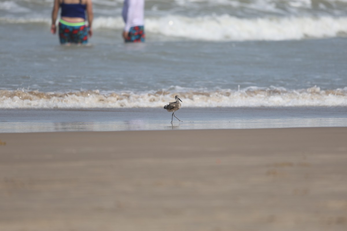 Playero Aliblanco - ML616987021