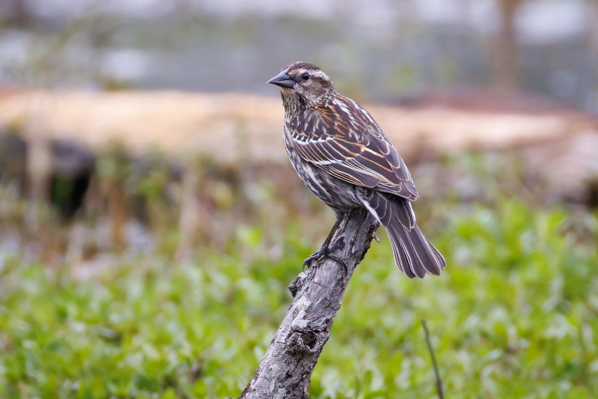 Red-winged Blackbird - ML616987022