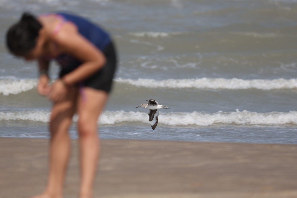 Playero Aliblanco - ML616987053