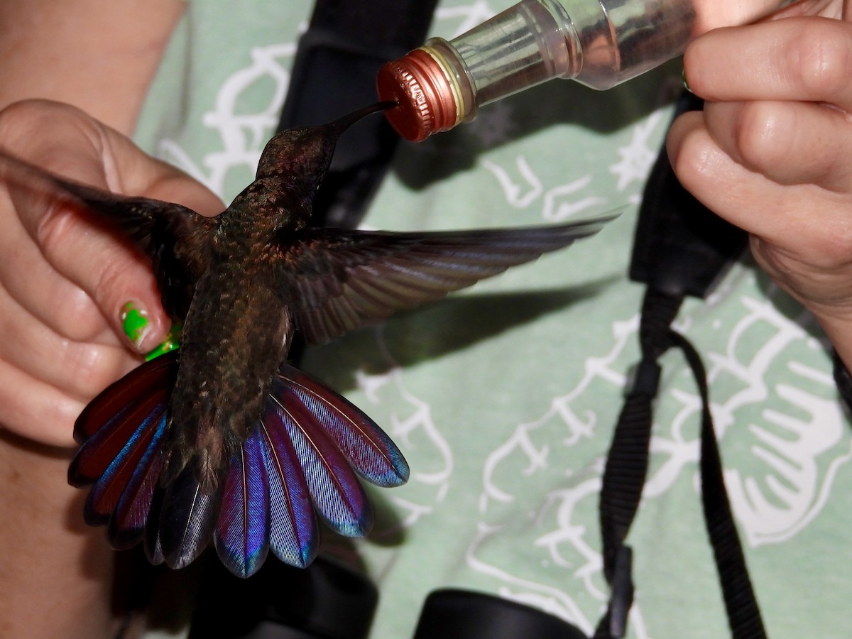 kolibřík jamajský - ML616987097