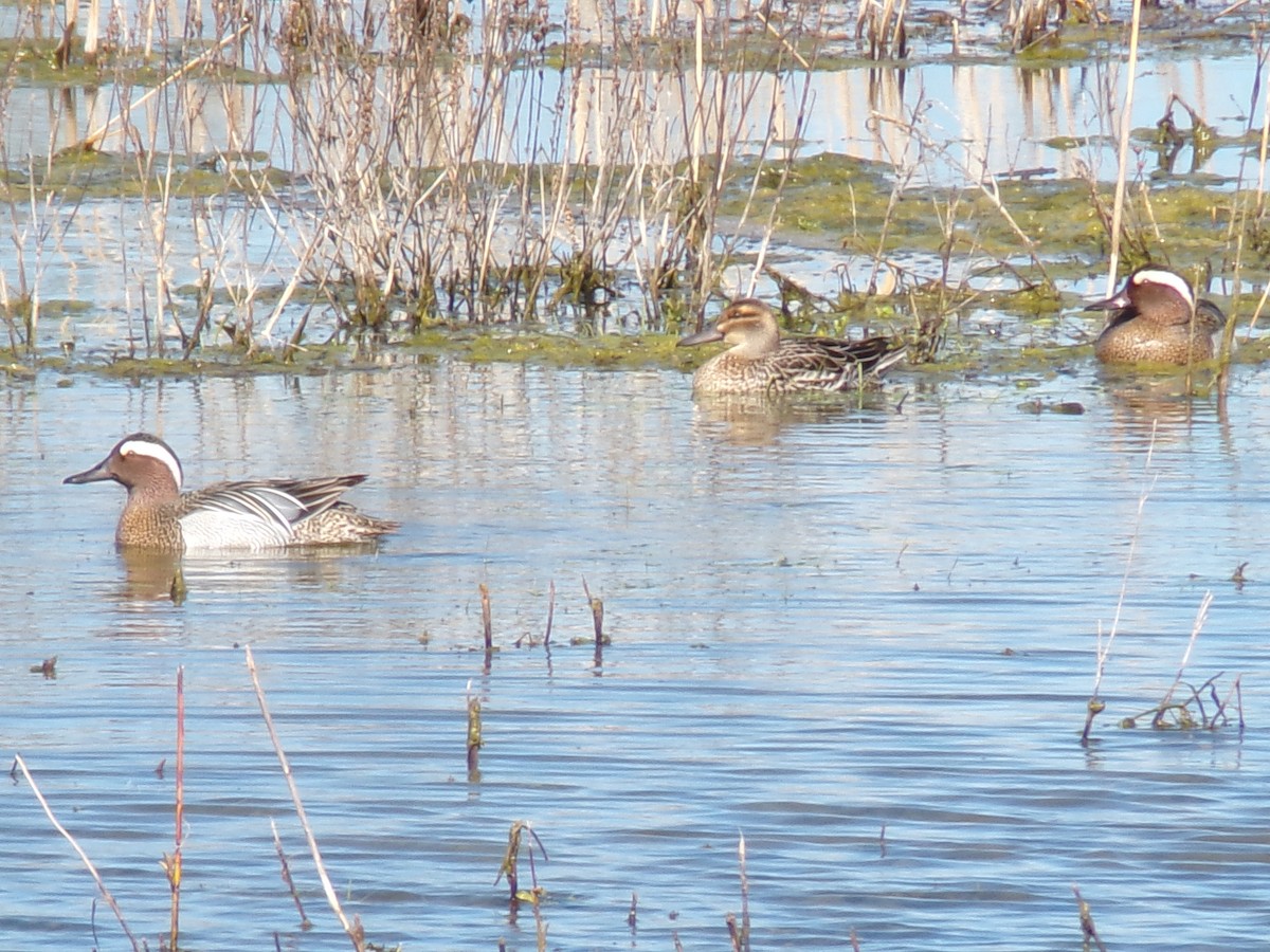 Garganey - Vojtěch Zmeškal