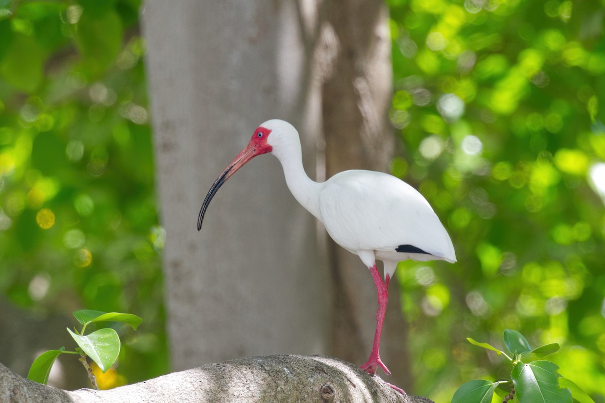 ibis bílý - ML616987159