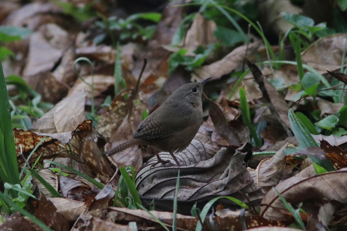 House Wren - ML616987186