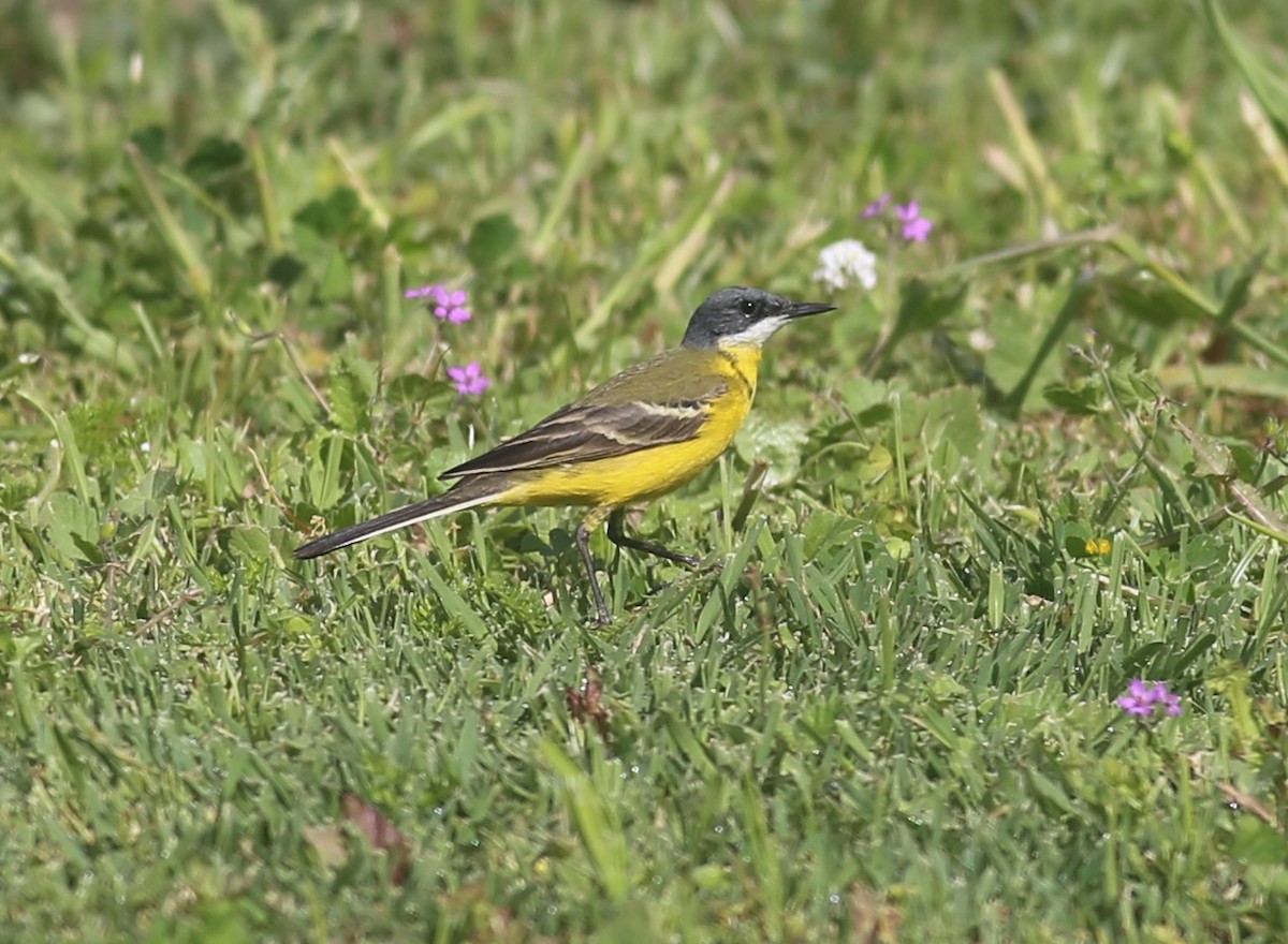 Western Yellow Wagtail (iberiae/cinereocapilla/pygmaea) - ML616987191