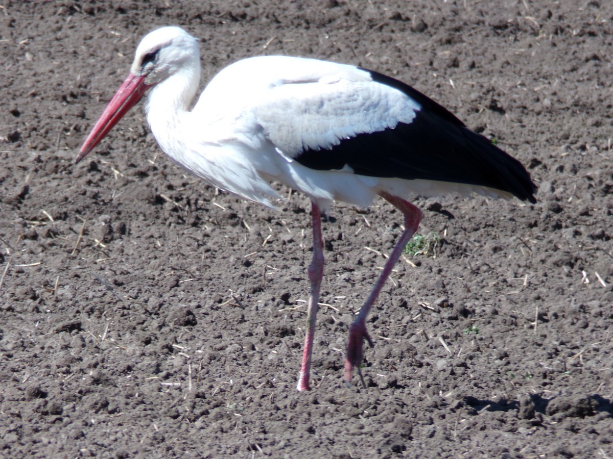 White Stork - Vojtěch Zmeškal