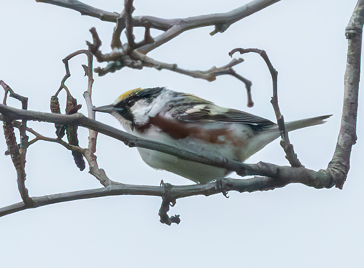 Chestnut-sided Warbler - Mary-Rose Hoang