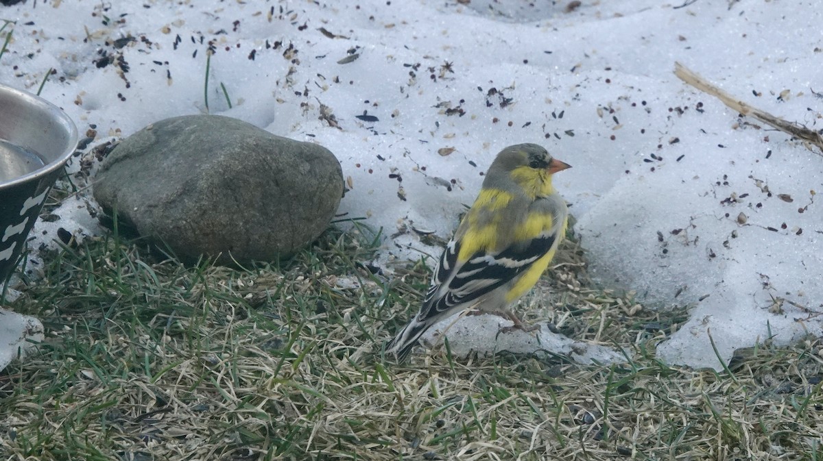 American Goldfinch - ML616987255