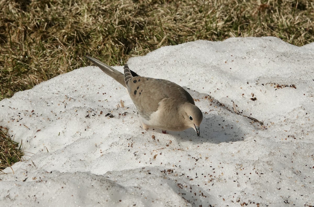 Mourning Dove - ML616987258