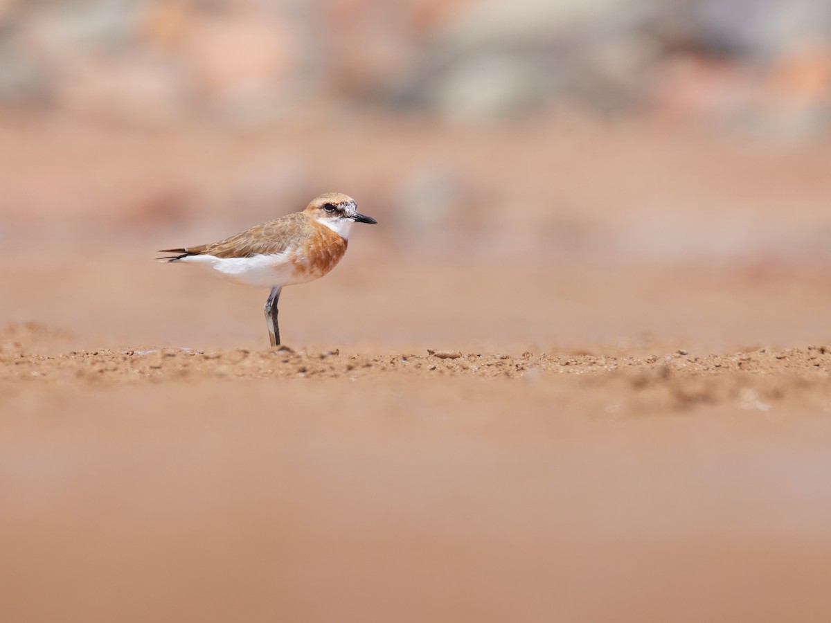 Greater Sand-Plover - Joma Blair