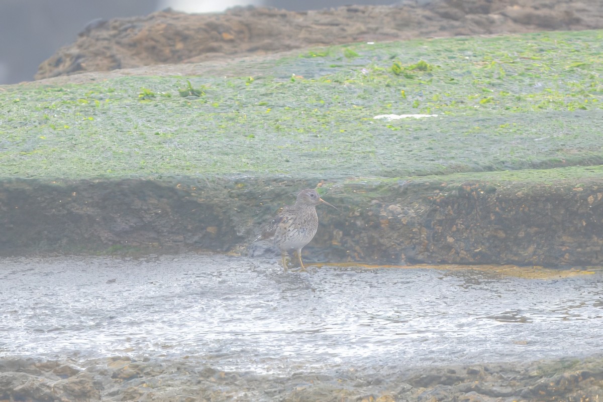 Purple Sandpiper - ML616987295