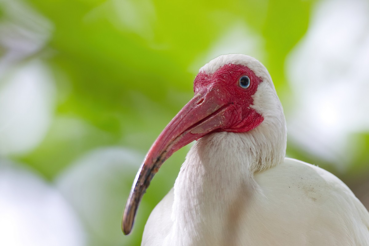 ibis bílý - ML616987302