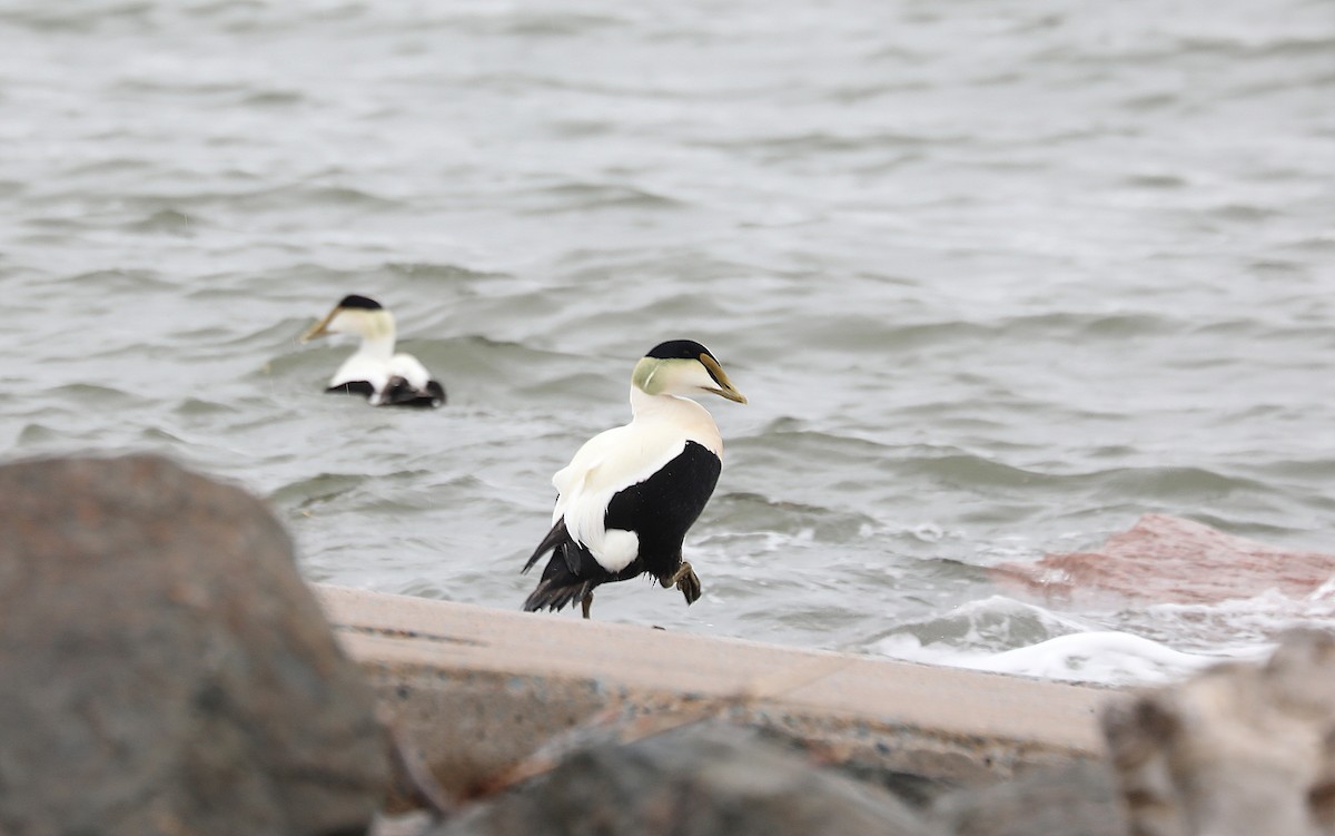 Common Eider (Dresser's) - Betty Ann DeWitt