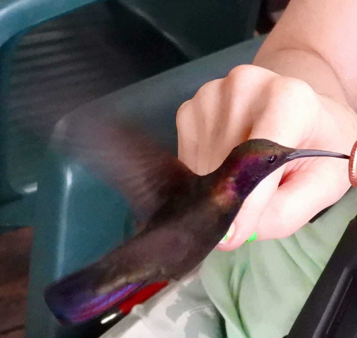 kolibřík jamajský - ML616987389