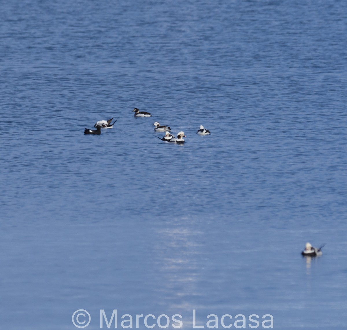 Long-tailed Duck - Marcos Lacasa