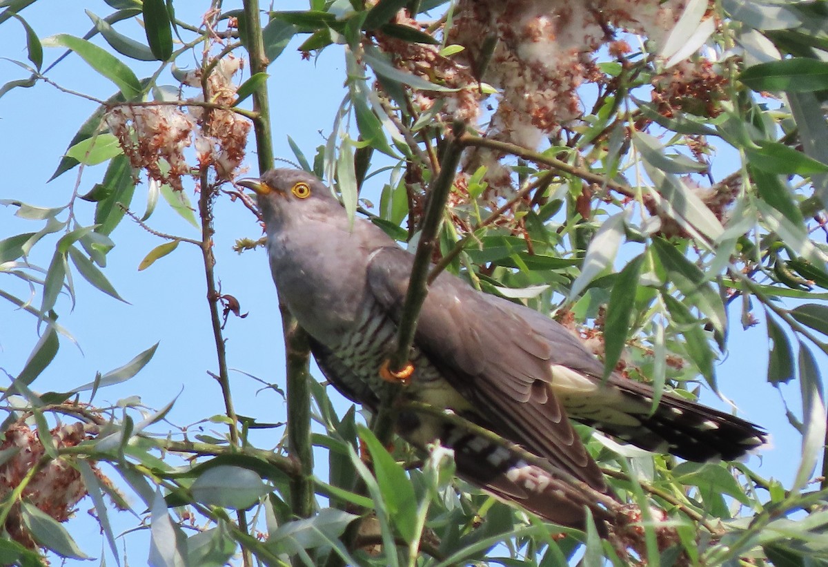 Common Cuckoo - ML616987407