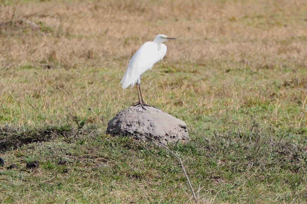 Yellow-billed Egret - ML616987424