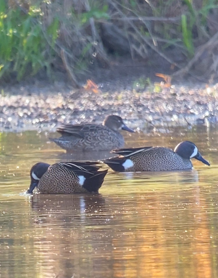 Blue-winged Teal - ML616987436