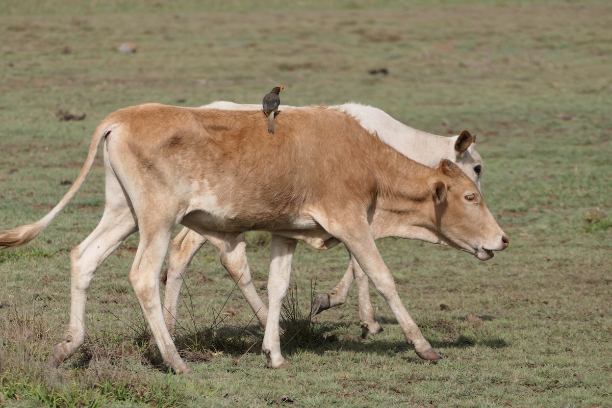 Piqueboeuf à bec jaune - ML616987445