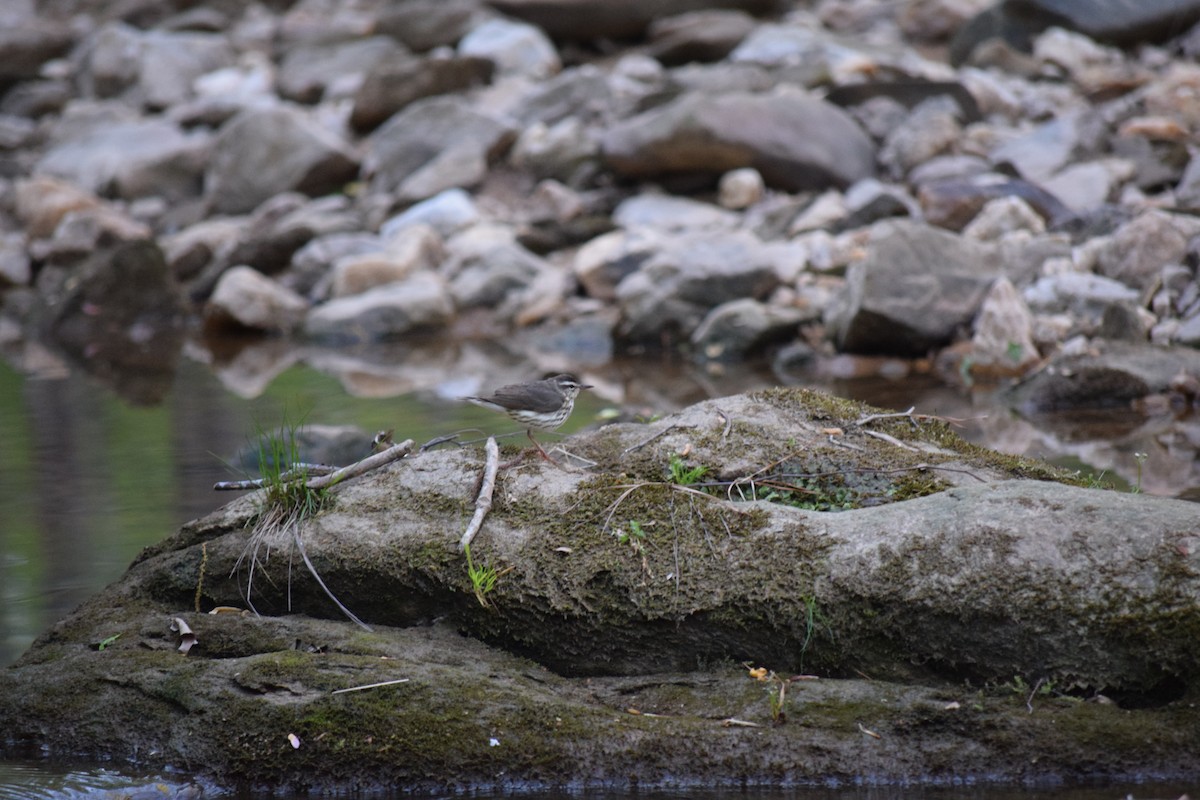 Louisiana Waterthrush - ML616987478
