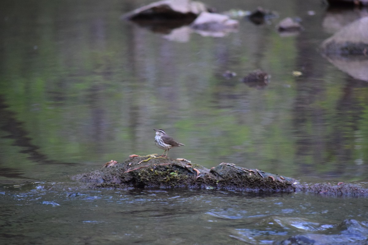Louisiana Waterthrush - ML616987491